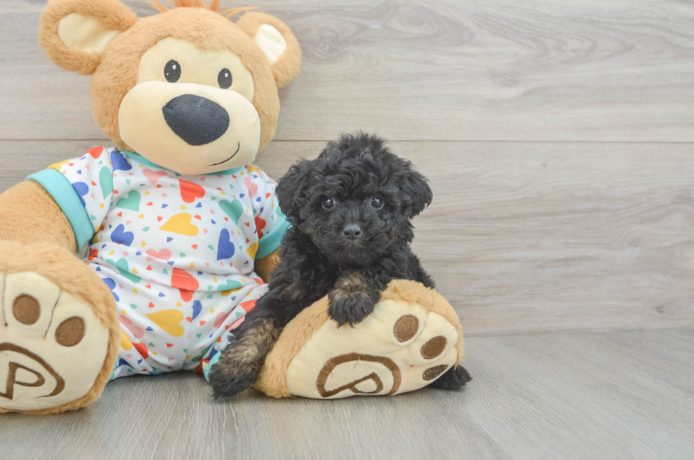 5 week old Poodle Puppy For Sale - Puppy Love PR