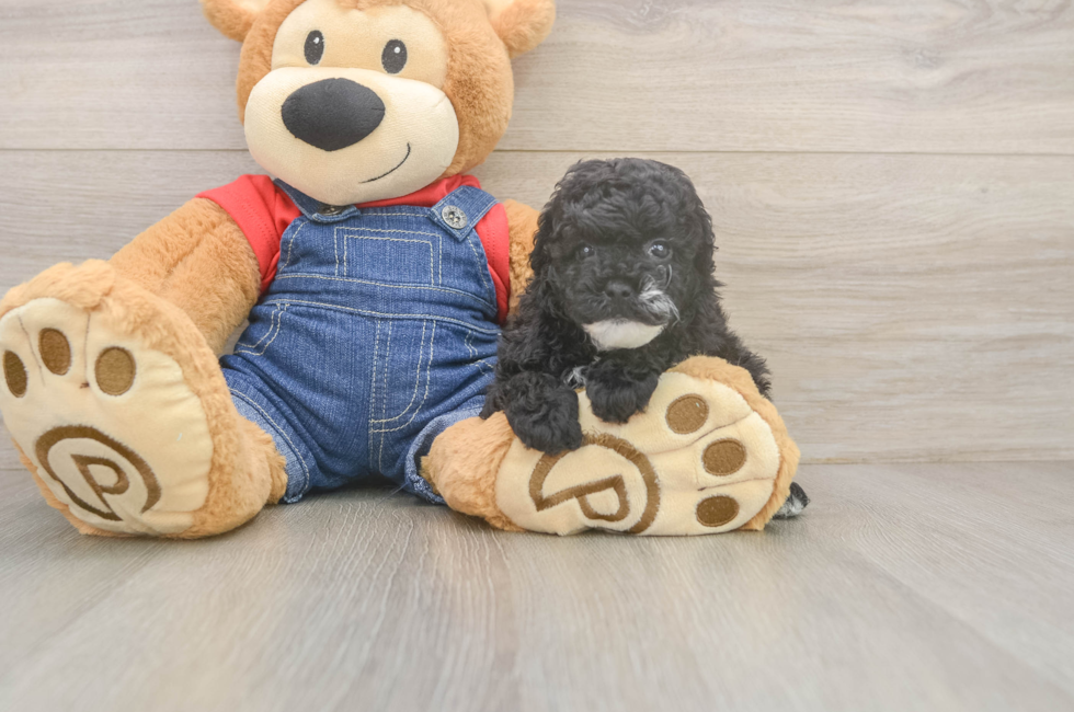5 week old Poodle Puppy For Sale - Puppy Love PR