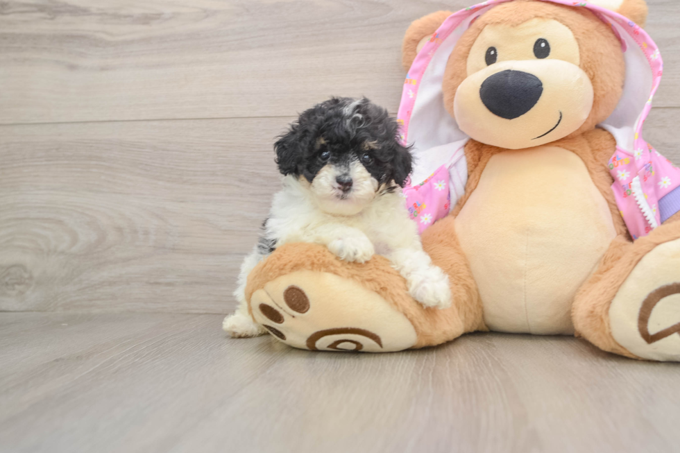 Best Poodle Baby