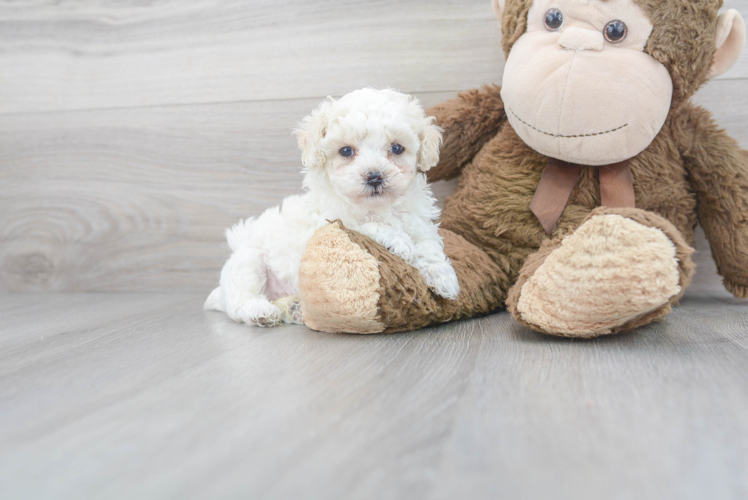 Poodle Pup Being Cute