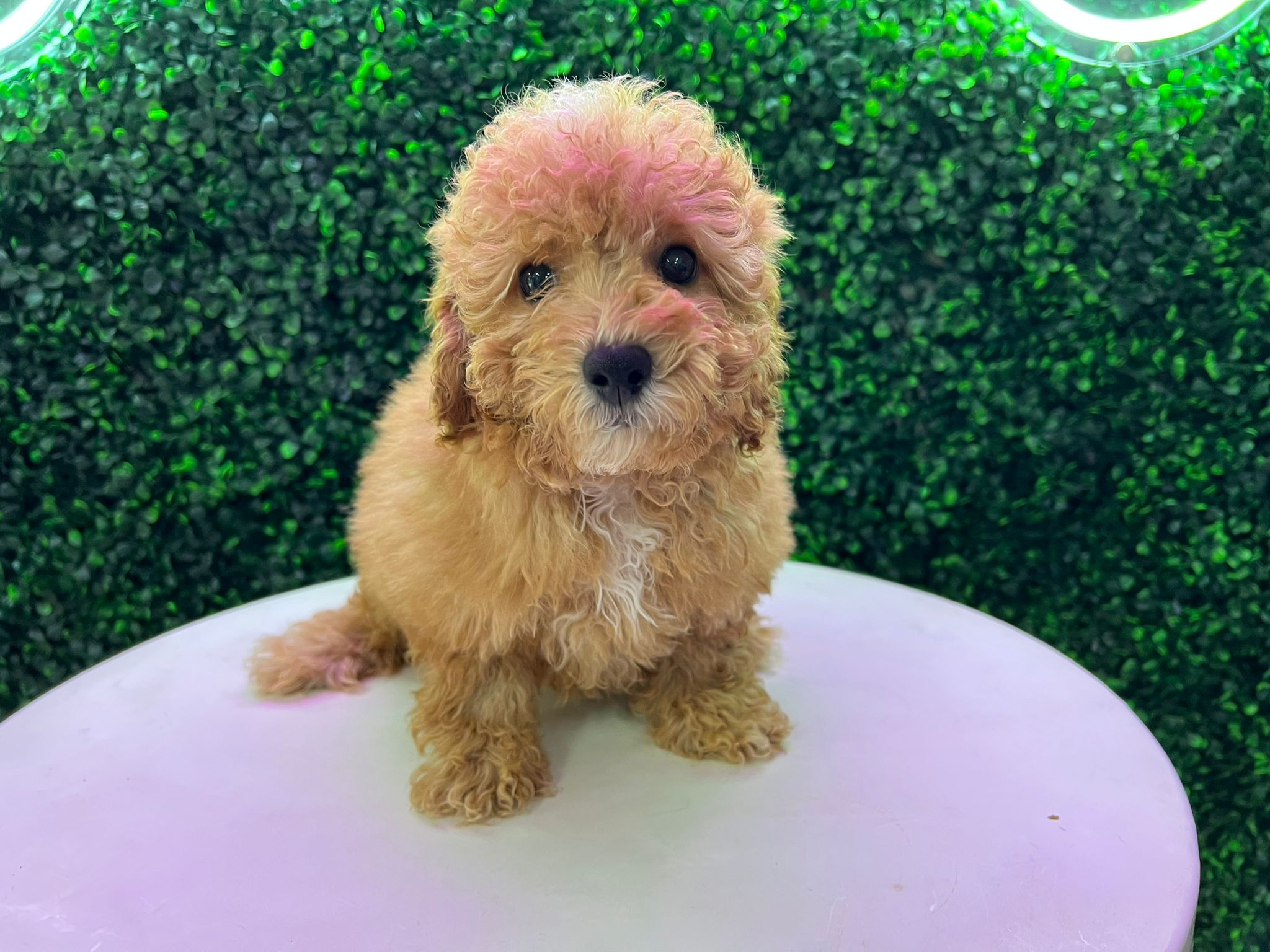 Cute Poodle Baby