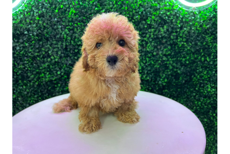 Cute Poodle Baby