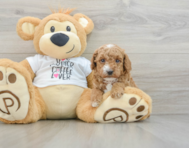 6 week old Poodle Puppy For Sale - Puppy Love PR