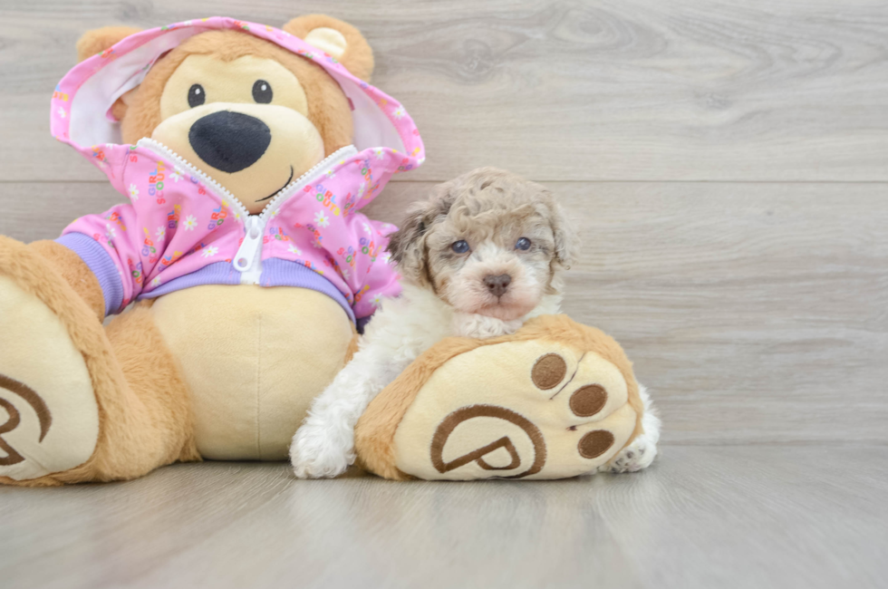 5 week old Poodle Puppy For Sale - Puppy Love PR