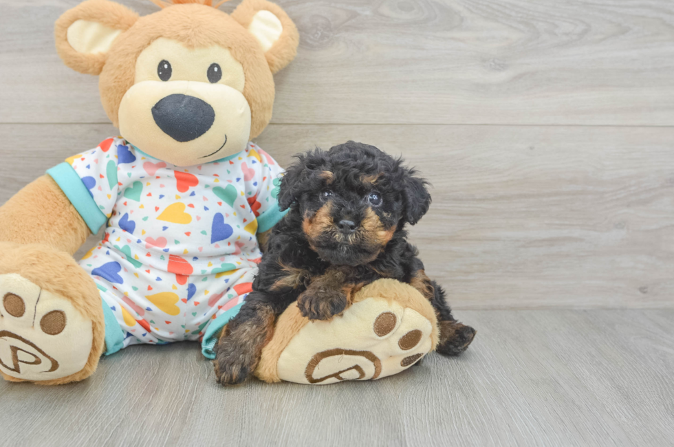 5 week old Poodle Puppy For Sale - Puppy Love PR