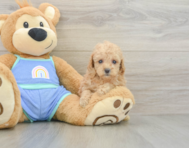 7 week old Poodle Puppy For Sale - Puppy Love PR