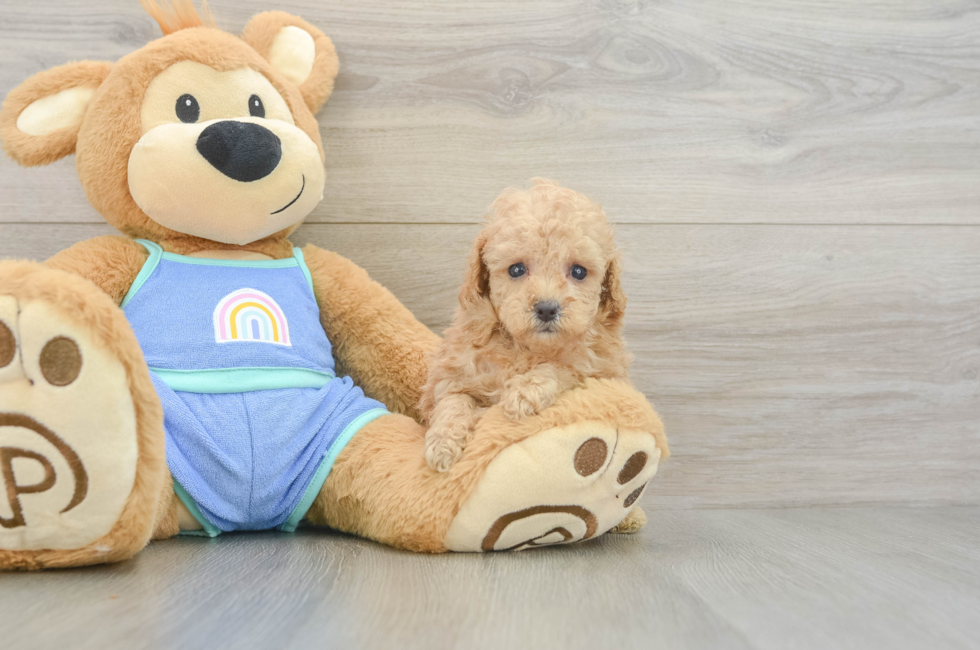 5 week old Poodle Puppy For Sale - Puppy Love PR