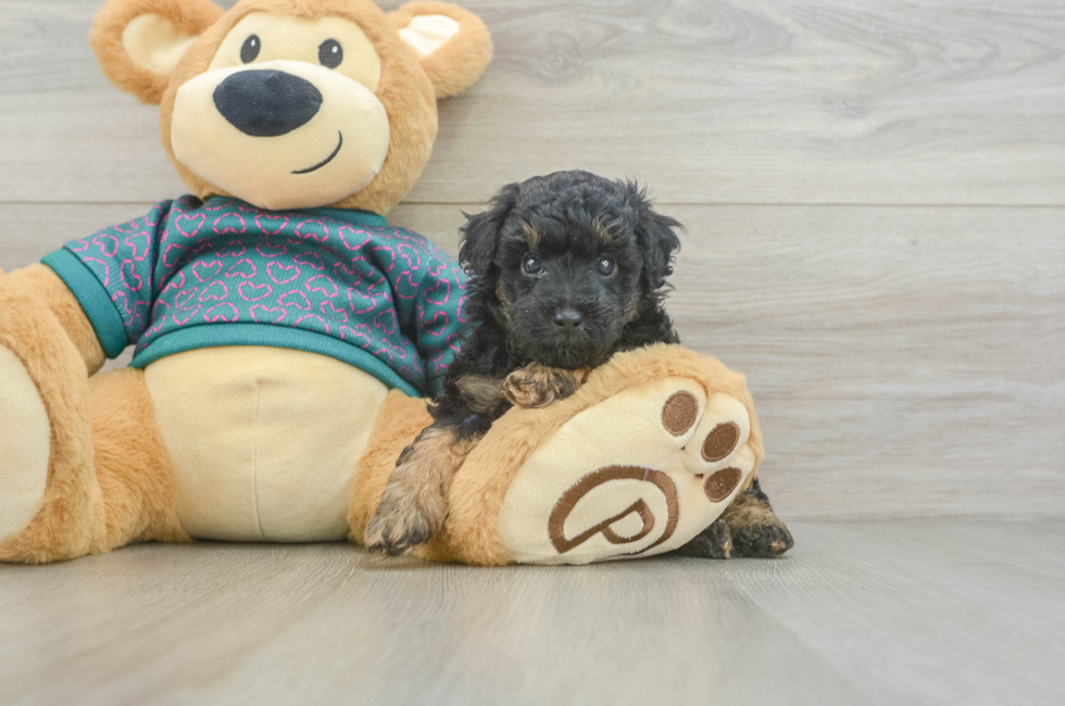 5 week old Poodle Puppy For Sale - Puppy Love PR
