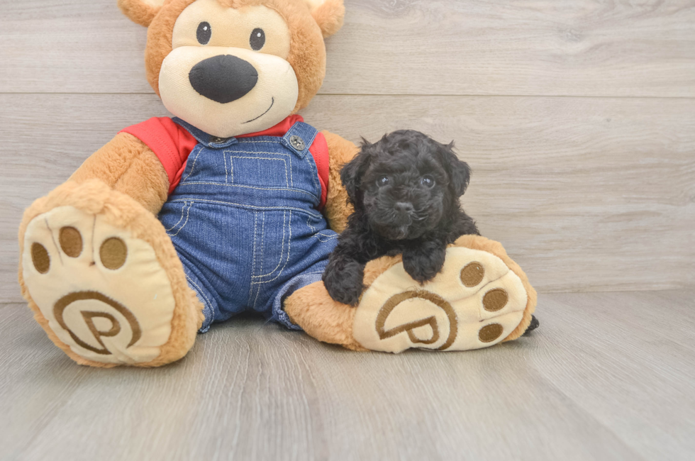 5 week old Poodle Puppy For Sale - Puppy Love PR