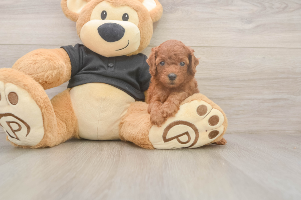 5 week old Poodle Puppy For Sale - Puppy Love PR