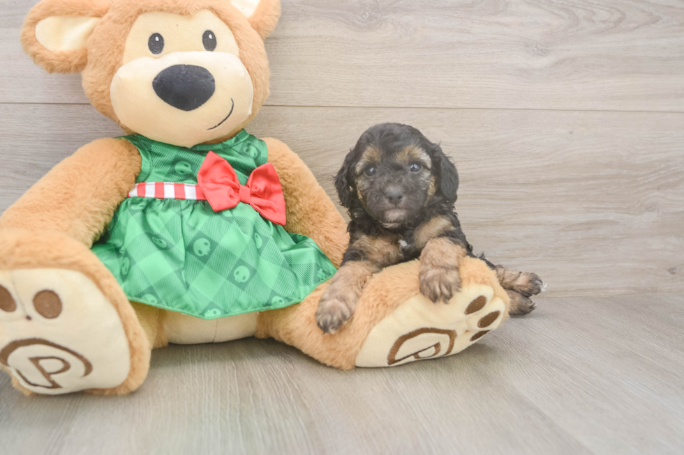 Poodle Puppy for Adoption