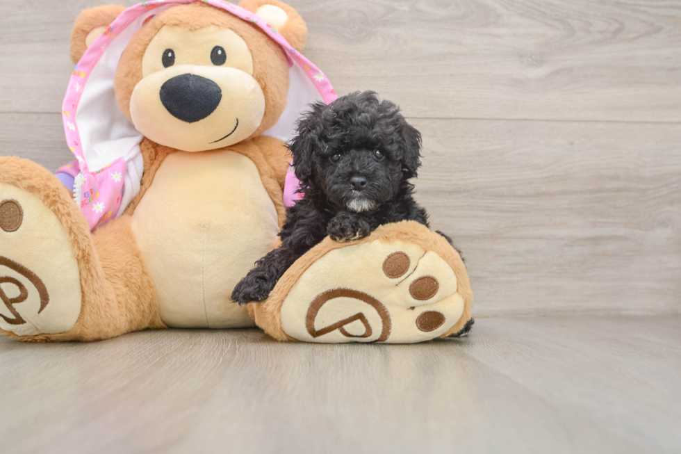 Poodle Puppy for Adoption
