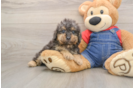 Cute Toy Poodle Purebred Puppy