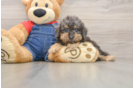 Little Poodle Purebred Pup