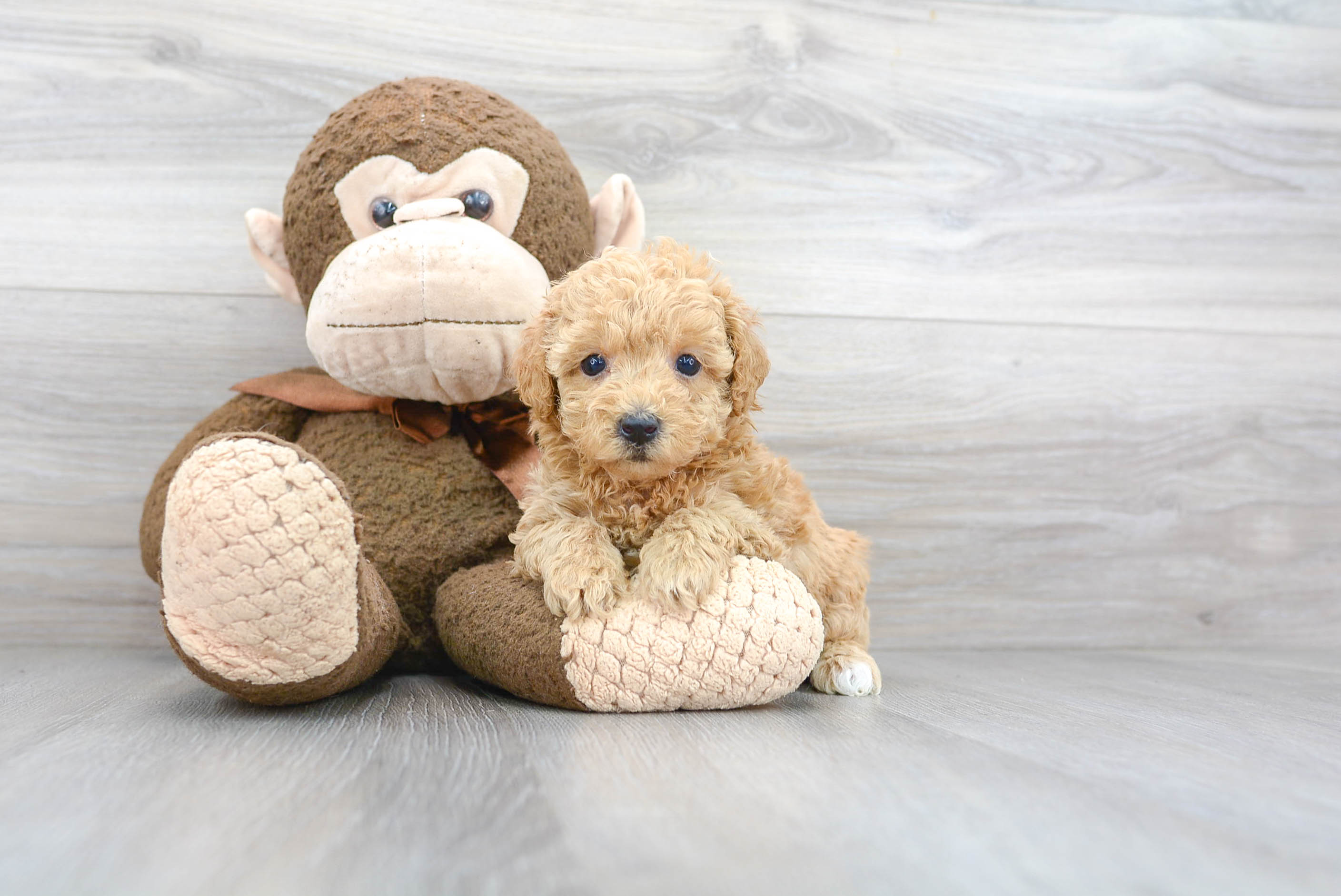 Cute Poodle Baby