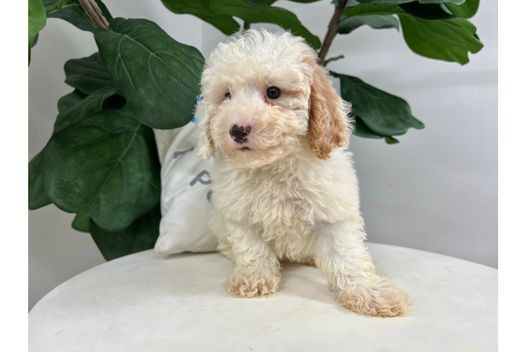 Meet Gil - our Poodle Puppy Photo 1/4 - Puppy Love PR Cute Poodle Purebred Pup