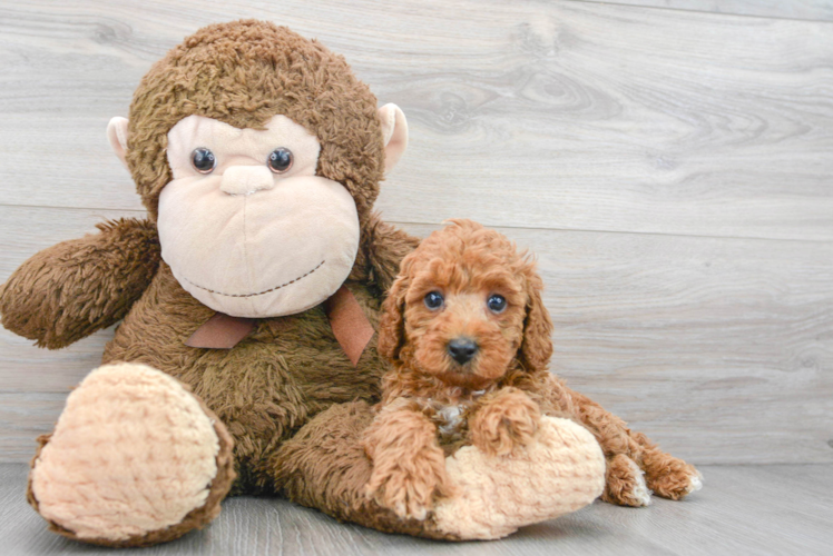 Meet Gil - our Poodle Puppy Photo 1/3 - Puppy Love PR Sweet Pudle Purebred Puppy