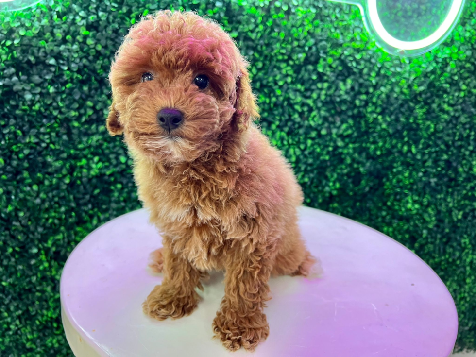 Ginger store poodle puppy