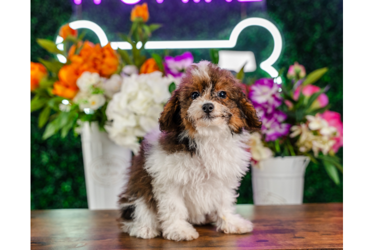 Cute Poodle Baby