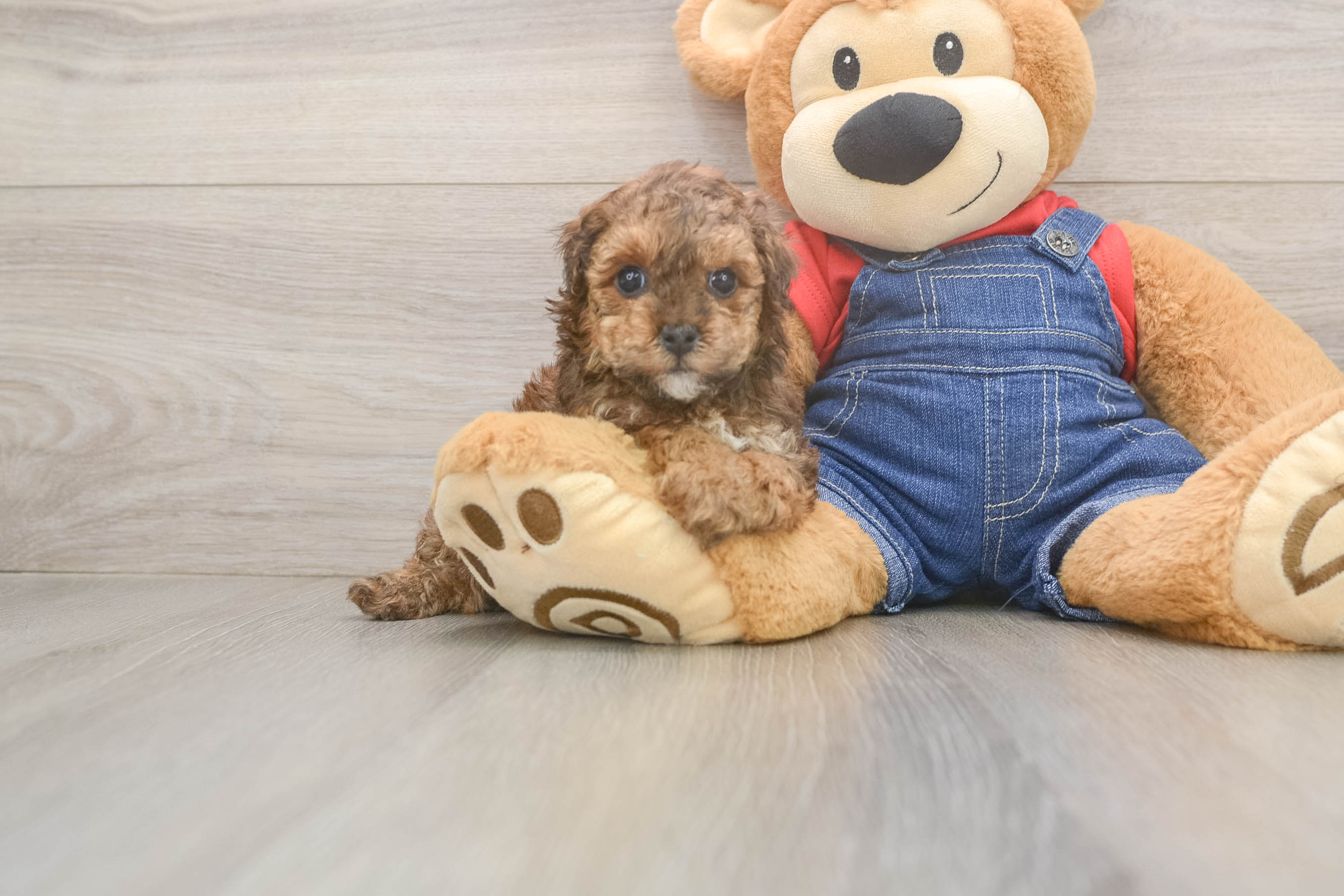 Poodle Puppy for Adoption