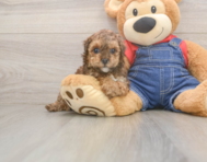 8 week old Poodle Puppy For Sale - Puppy Love PR