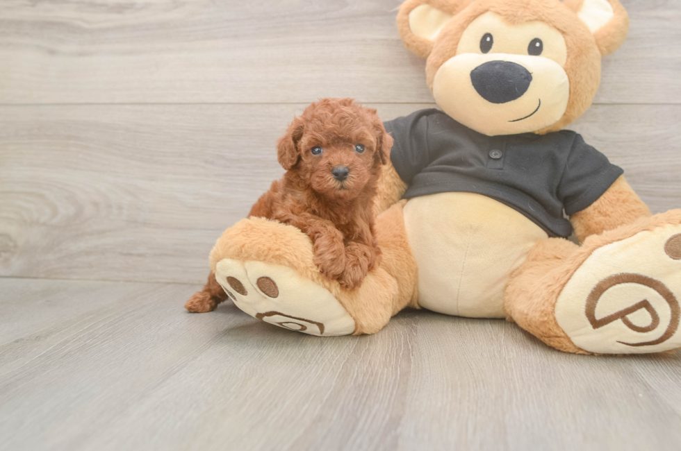 5 week old Poodle Puppy For Sale - Puppy Love PR