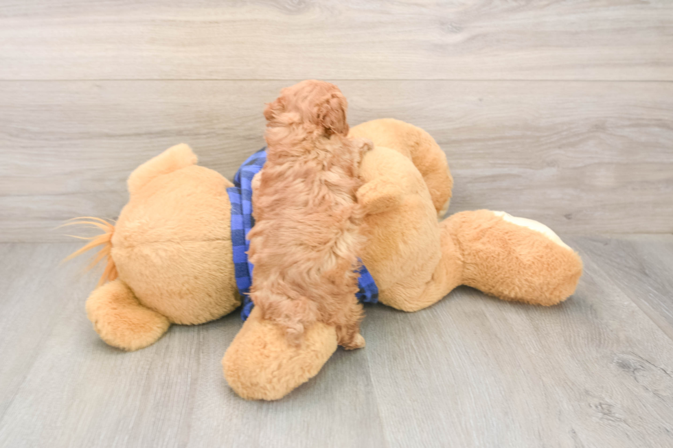 Hypoallergenic Poodle Baby