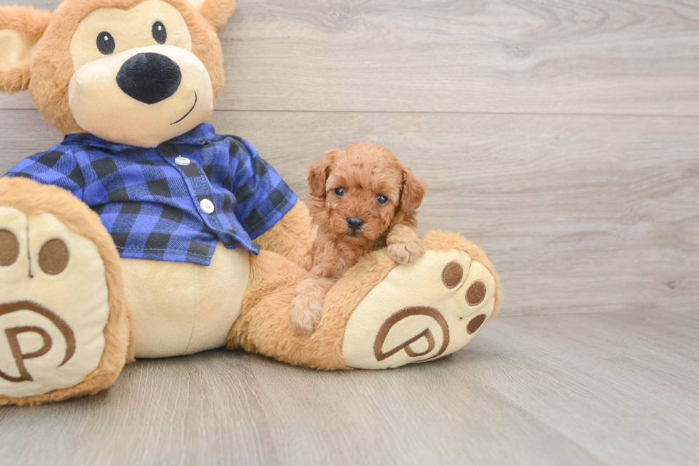 Poodle Pup Being Cute