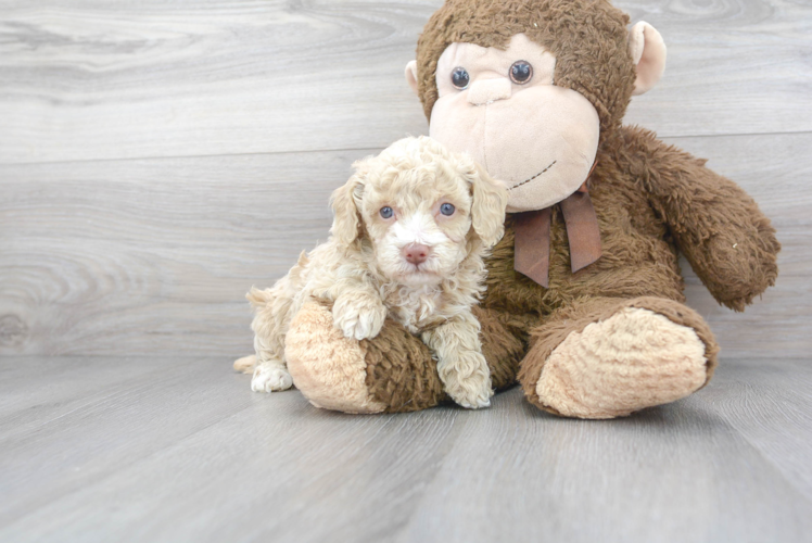 Meet Ginger - our Poodle Puppy Photo 1/3 - Puppy Love PR Best Poodle Baby