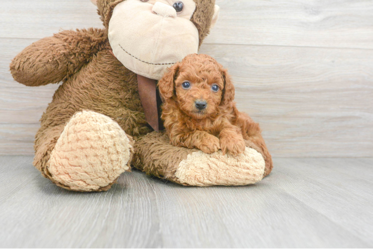 Meet Ginger - our Poodle Puppy Photo 1/3 - Puppy Love PR Best Poodle Baby