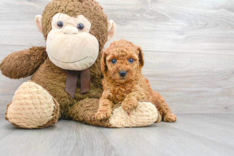Meet Ginger - our Poodle Puppy Photo 1/3 - Puppy Love PR Best Poodle Baby