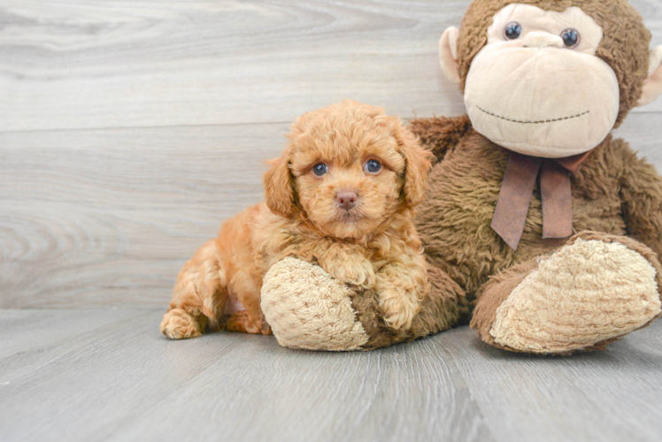 Little Poodle Purebred Pup