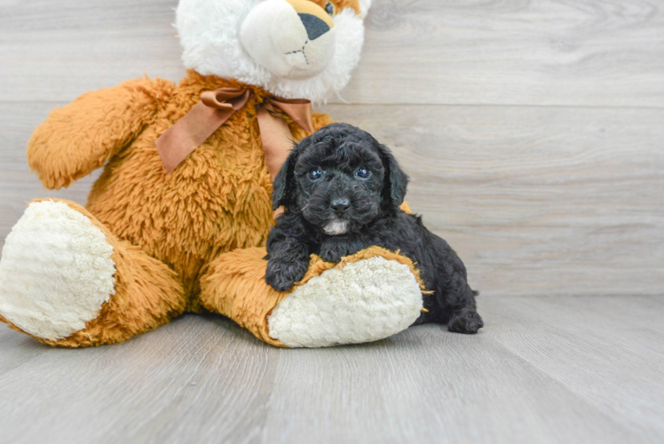 Meet Ginger - our Poodle Puppy Photo 1/3 - Puppy Love PR Poodle Puppy for Adoption