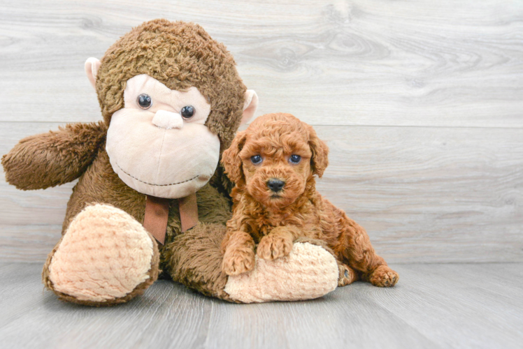 Meet Ginger - our Poodle Puppy Photo 1/3 - Puppy Love PR Popular Poodle Purebred Pup
