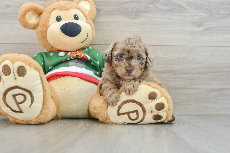 6 week old Poodle Puppy For Sale - Puppy Love PR