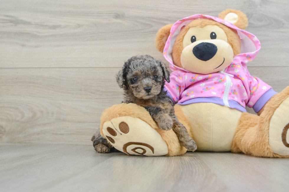 6 week old Poodle Puppy For Sale - Puppy Love PR