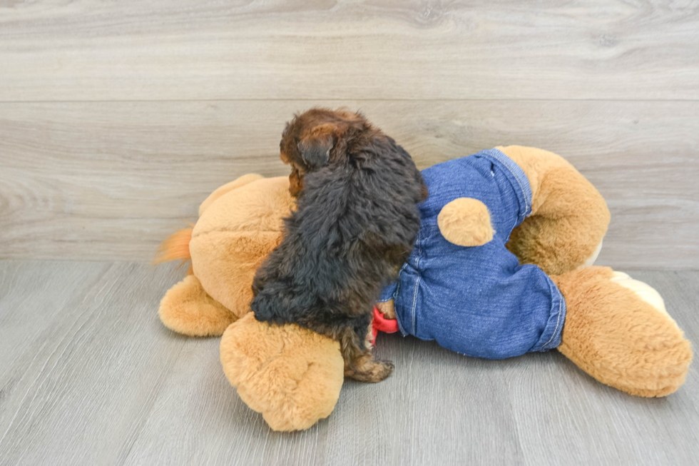 Funny Poodle Purebred Pup