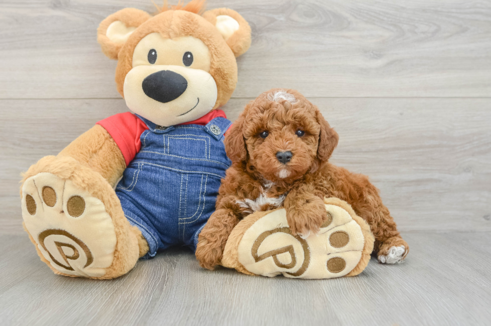 6 week old Poodle Puppy For Sale - Puppy Love PR