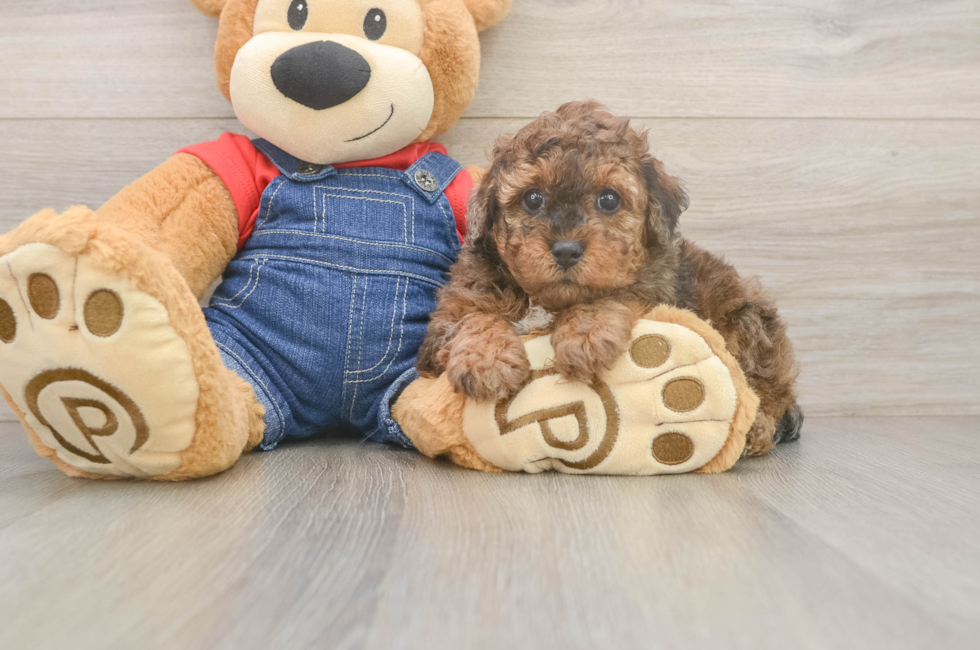 5 week old Poodle Puppy For Sale - Puppy Love PR