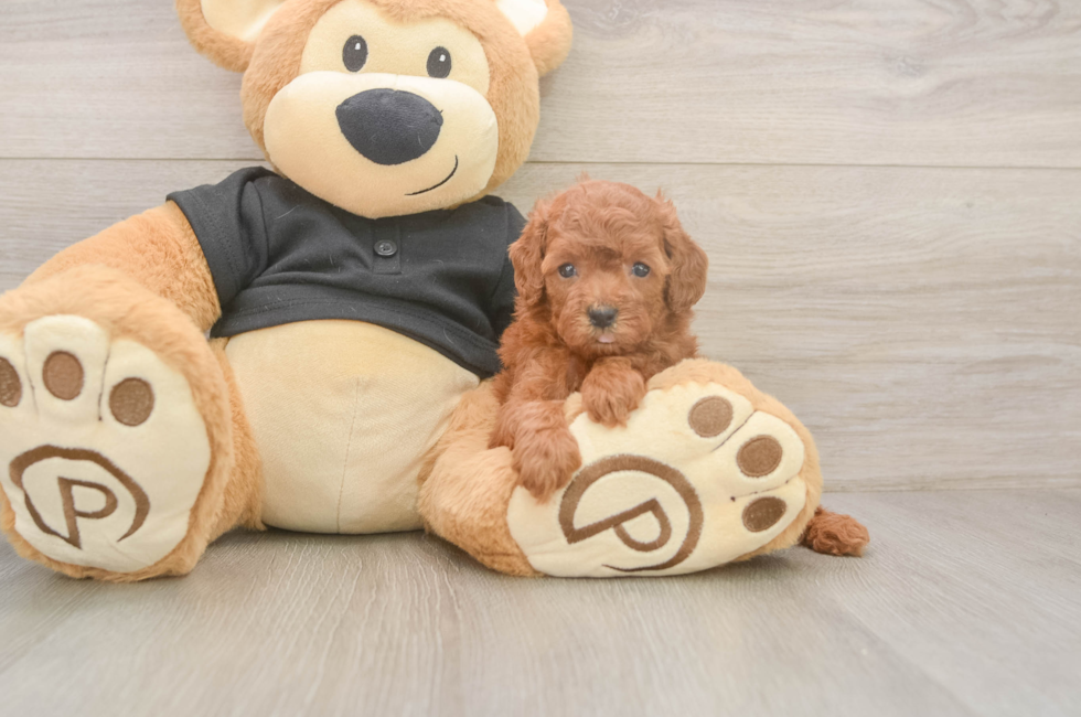 5 week old Poodle Puppy For Sale - Puppy Love PR