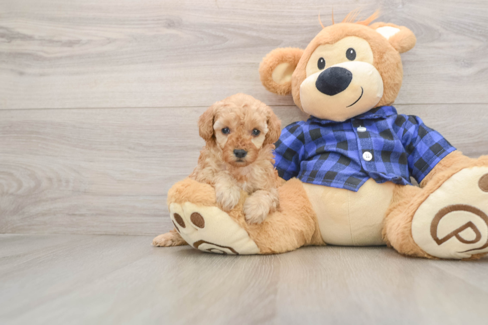 Cute Caniche Purebred Puppy