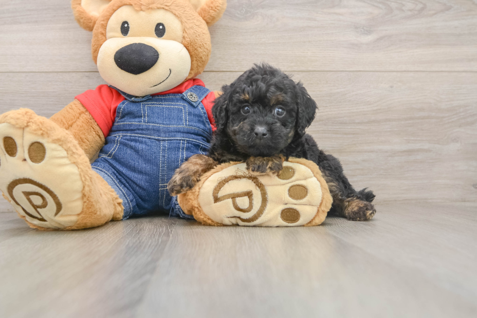 Popular Poodle Purebred Pup