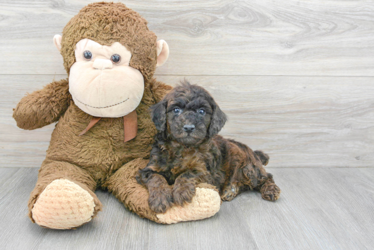 Fluffy Pudle Purebred Puppy