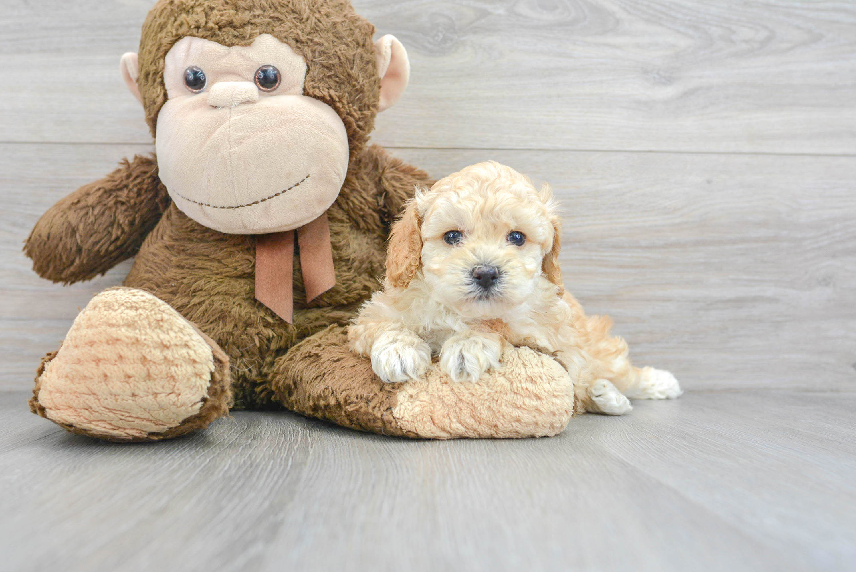 Poodle Pup Being Cute