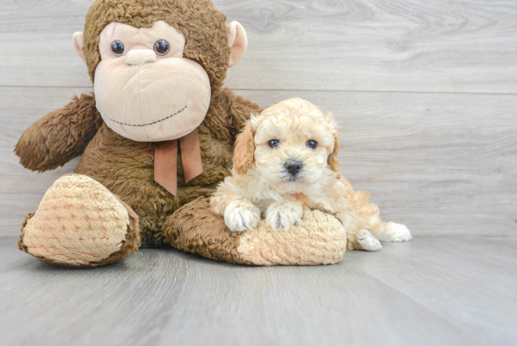 Poodle Pup Being Cute