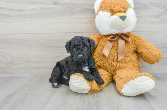 Funny Poodle Baby