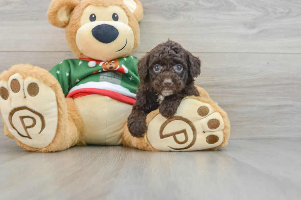 6 week old Poodle Puppy For Sale - Puppy Love PR