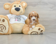 6 week old Poodle Puppy For Sale - Puppy Love PR