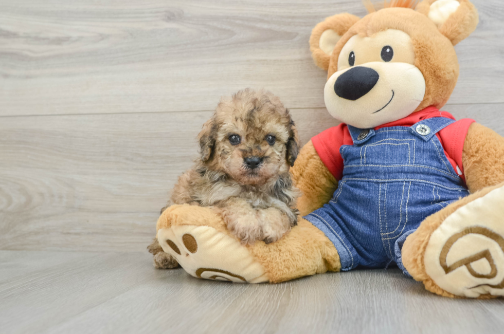 6 week old Poodle Puppy For Sale - Puppy Love PR