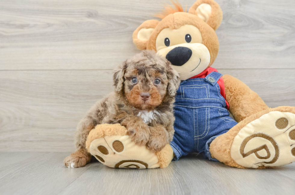 6 week old Poodle Puppy For Sale - Puppy Love PR